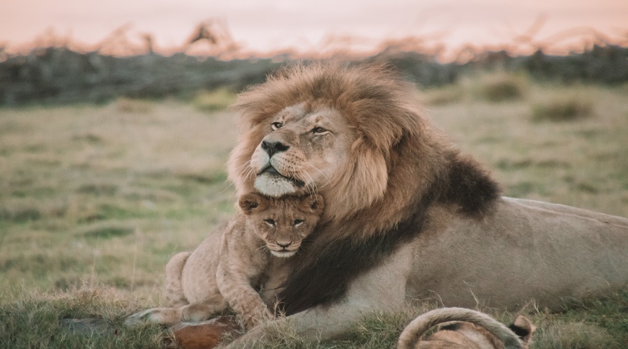 Ngorongoro Crater Wildlife